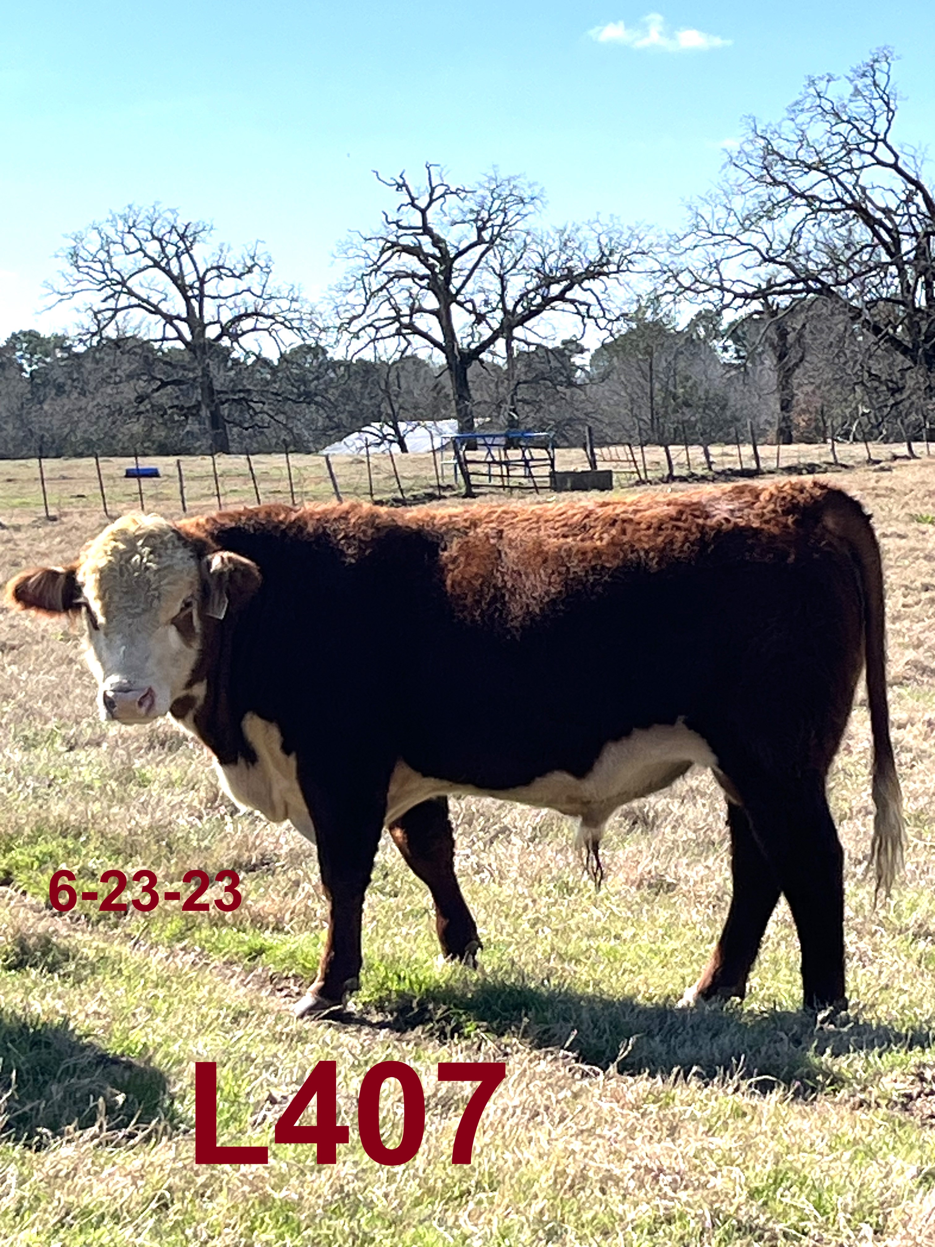 Registered Polled Hereford Bulls